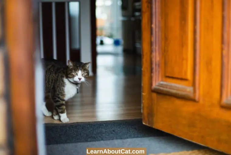 Do Cats Remember Where They Live? [Answered] LearnAboutCat