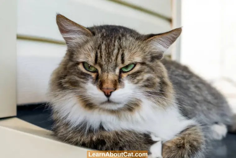Do Cats Get Mad At You? SignsDo Cats Get Angry? LearnAboutCat