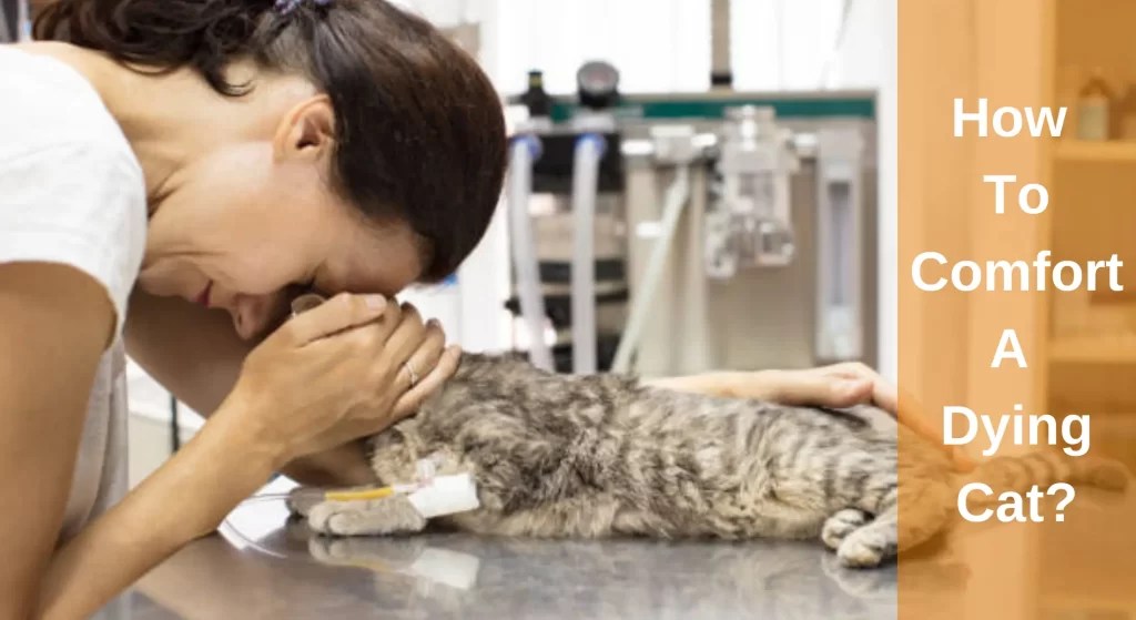 How To Comfort A Dying Cat? Ways to Provide Peace and Love in Their