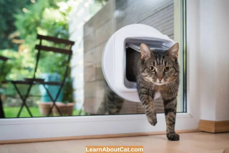 Why Do Cats Run Away From Home? And What You Can Do LearnAboutCat