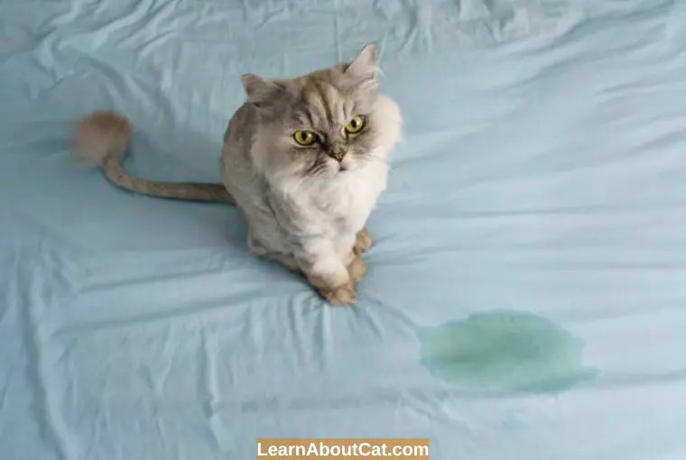 Why Is My Cat Peeing on the Bed or Couch? And How To Stop LearnAboutCat