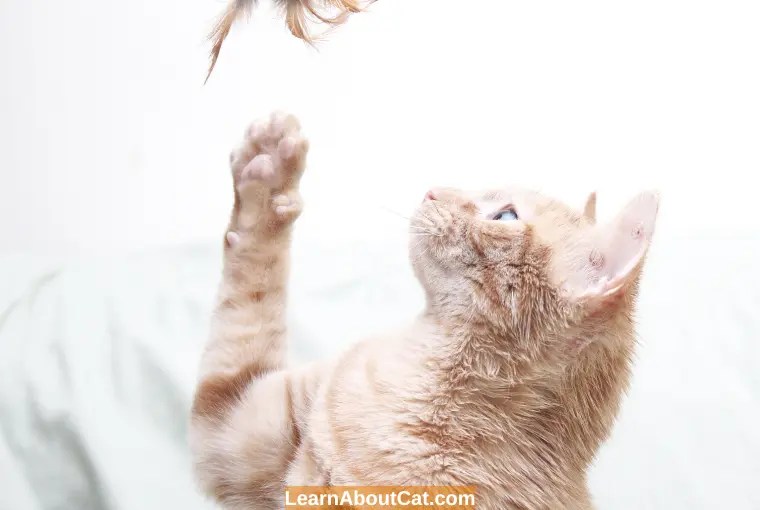 A Guide To How To Heal Dry Cat Paw Pads? LearnAboutCat