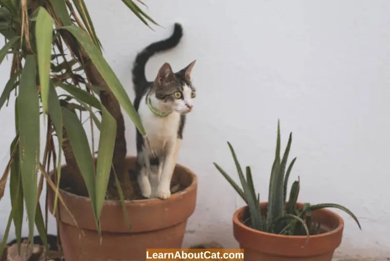 Can Cats Eat Aloe Plant? How To Keep Cats Away From It? LearnAboutCat