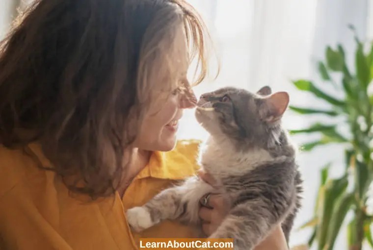 Why Does My Cat Bite My Hair And Head? All You Need To Know LearnAboutCat