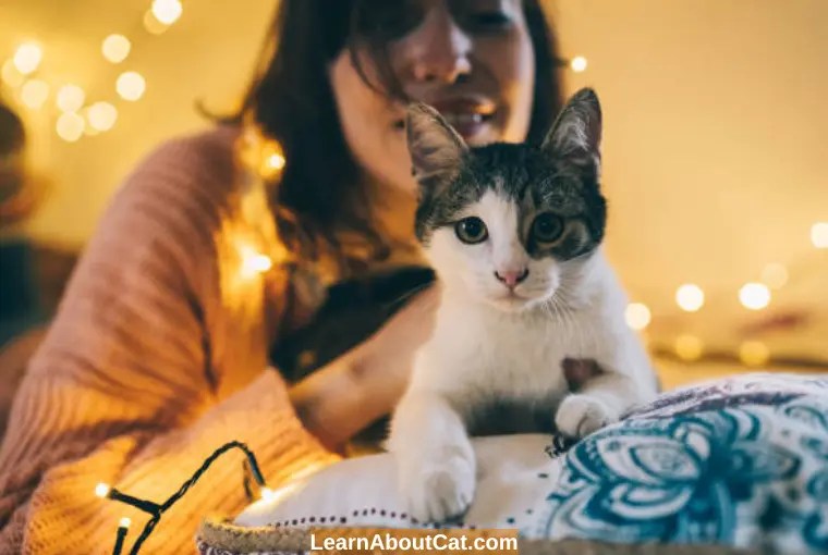 Why Does My Cat Meow at Night When I Go to Bed? Reasons You Should Know LearnAboutCat