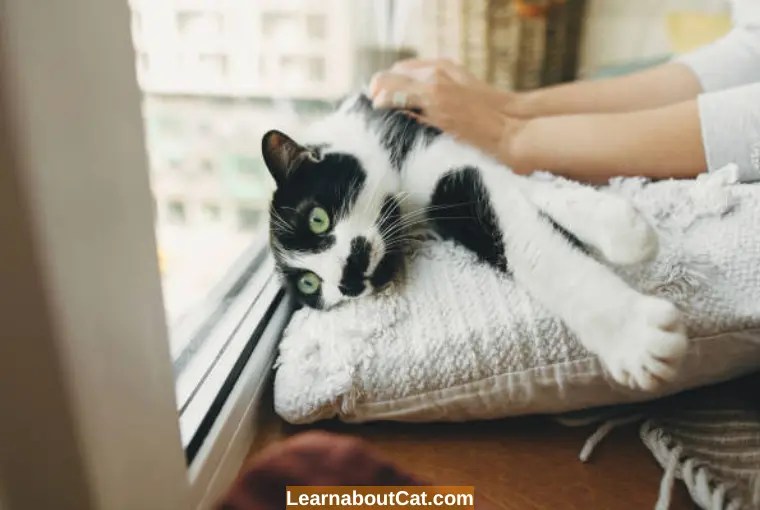 How To Comfort A Dying Cat? Ways to Provide Peace and Love in Their