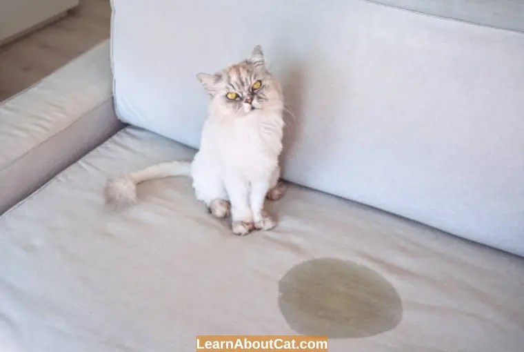 Do Cats Pee When Scared Or Stressed? Reasons You Should Know