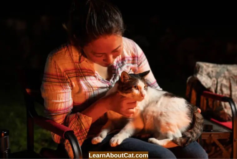 Why Does My Cat Meow at Night When I Go to Bed? Reasons You Should Know