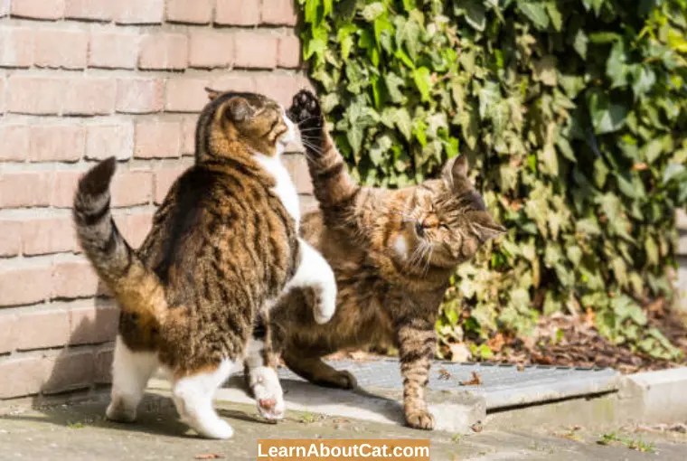 Can Cats Kill Each Other? What You Need To Know LearnAboutCat