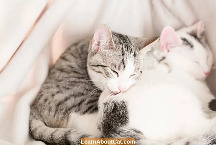 Why Is My Cat Licking My Other Cats Bum? All You Need To Know LearnAboutCat