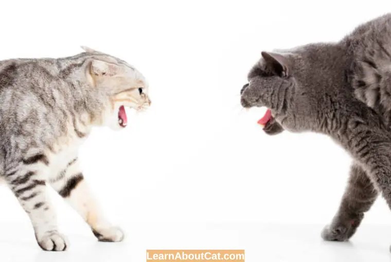 Can Cats Kill Each Other? What You Need To Know LearnAboutCat