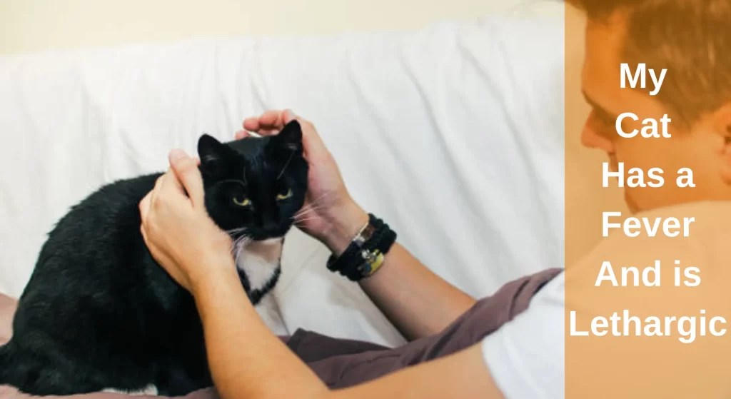My Cat Has a Fever and is Lethargic Sings of Fever in Cats LearnAboutCat