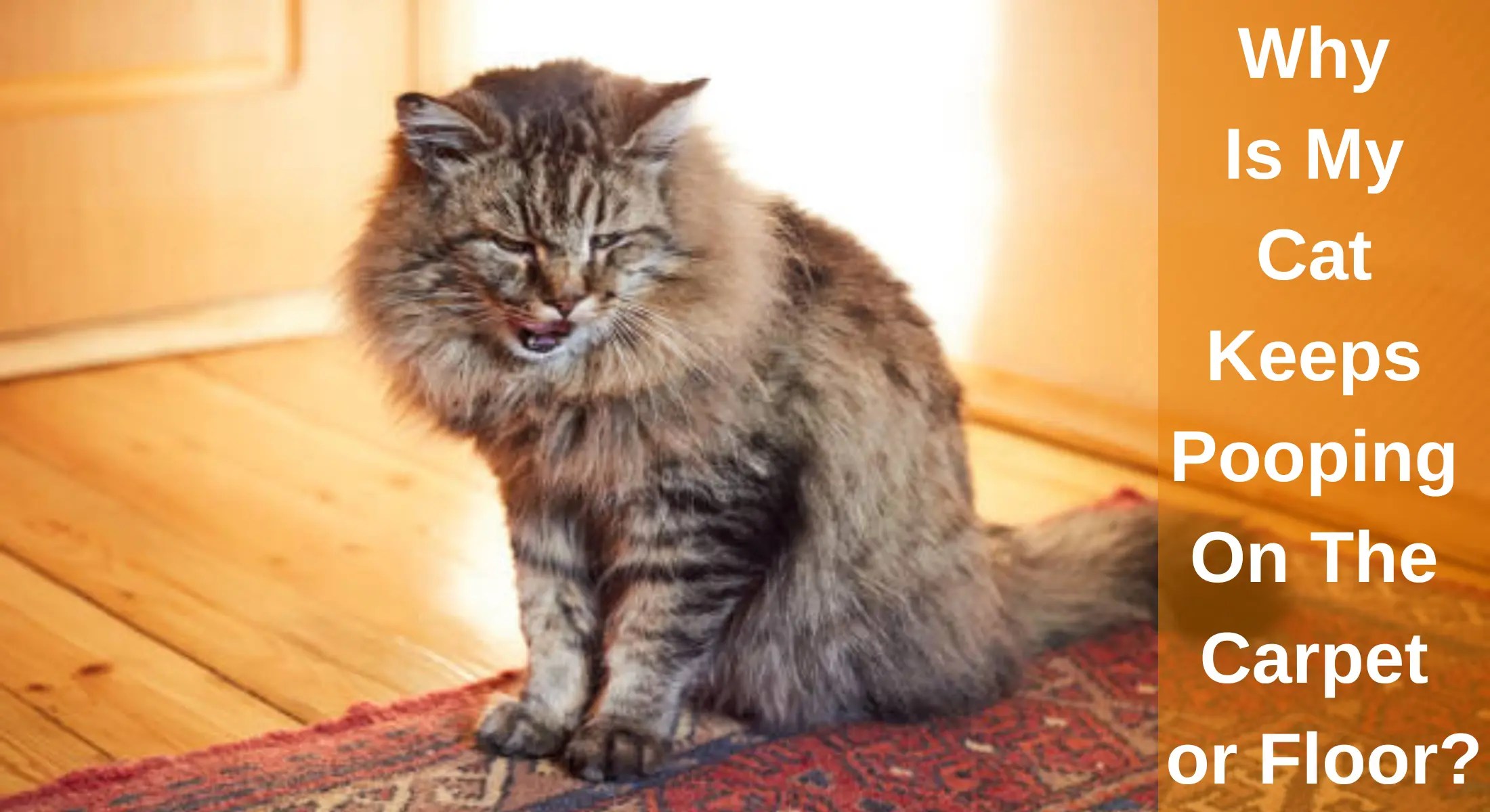 Reasons Why Cats Poop On Rugs And How To Stop It, 59 OFF