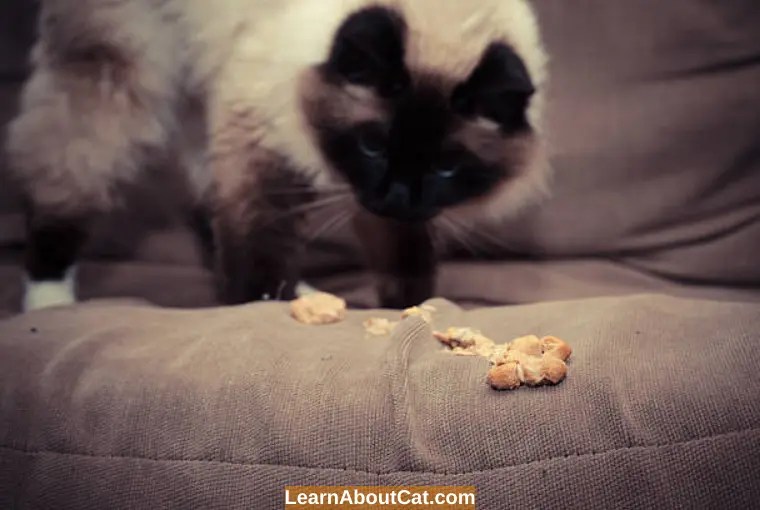 Why Is My Cat Throwing Up Food But Acting Normal? All You Need To Know LearnAboutCat