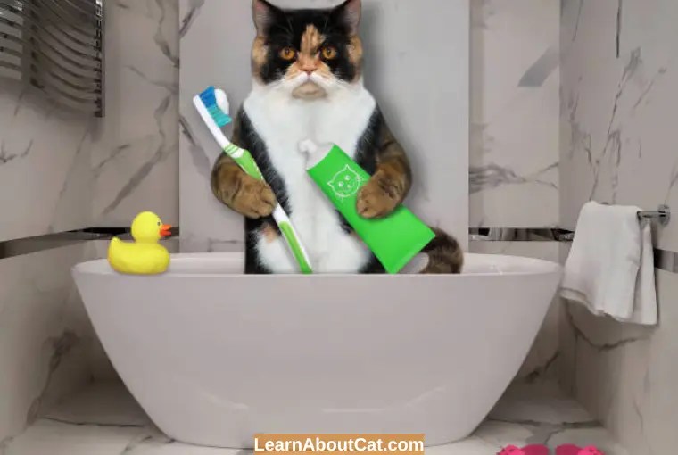 Why Do Cats Like The Bathroom? [Mystery Solved] LearnAboutCat