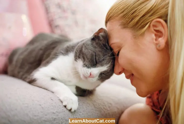 Do Cats Get More Affectionate With Age? All You Need To Know