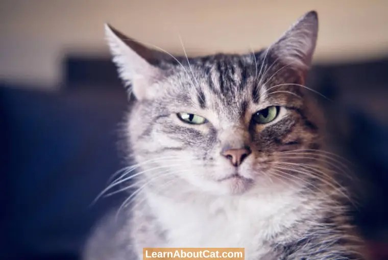 Do Cats Get Mad At You? SignsDo Cats Get Angry? LearnAboutCat
