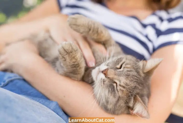 Why Is My Cat's Fur So Soft? All You Need To Know LearnAboutCat