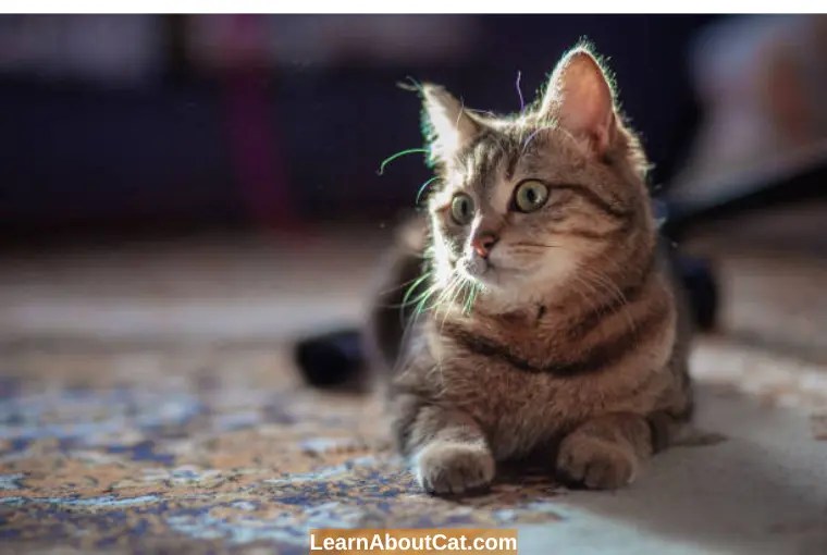 Does My Cat Have Allergies or a Cold? Find Out Here LearnAboutCat
