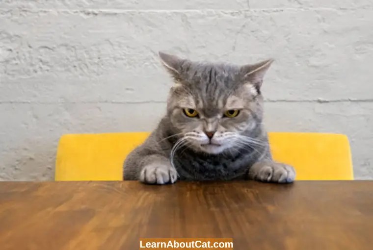 Do Cats Get Mad At You? SignsDo Cats Get Angry? LearnAboutCat
