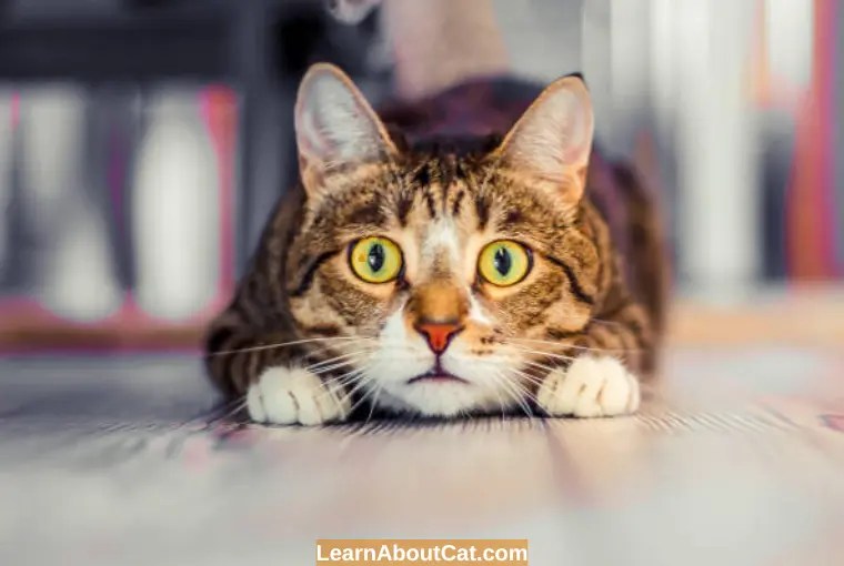 Do Cats Pee When Scared Or Stressed? Reasons You Should Know
