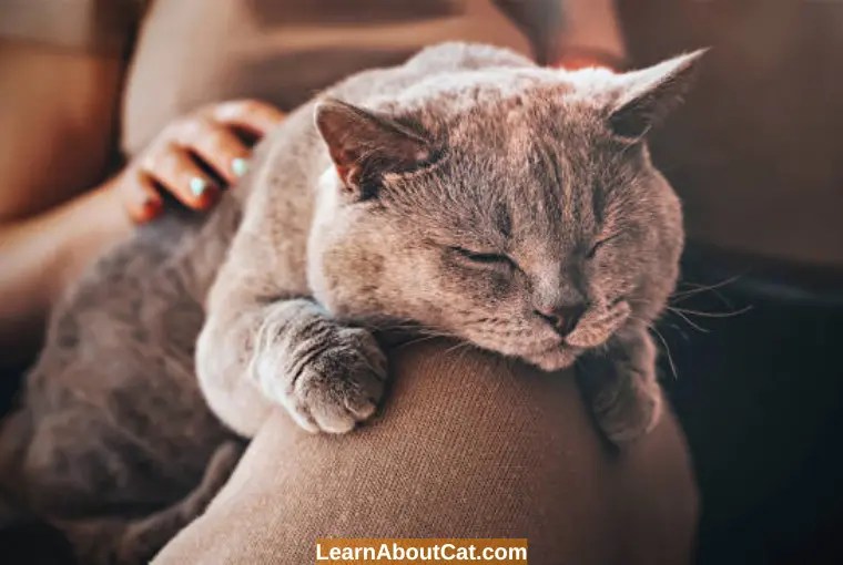Does My Cat Have Allergies or a Cold? Find Out Here LearnAboutCat