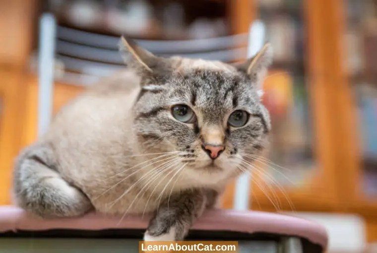 Do Cats Remember Where They Live? [Answered] LearnAboutCat