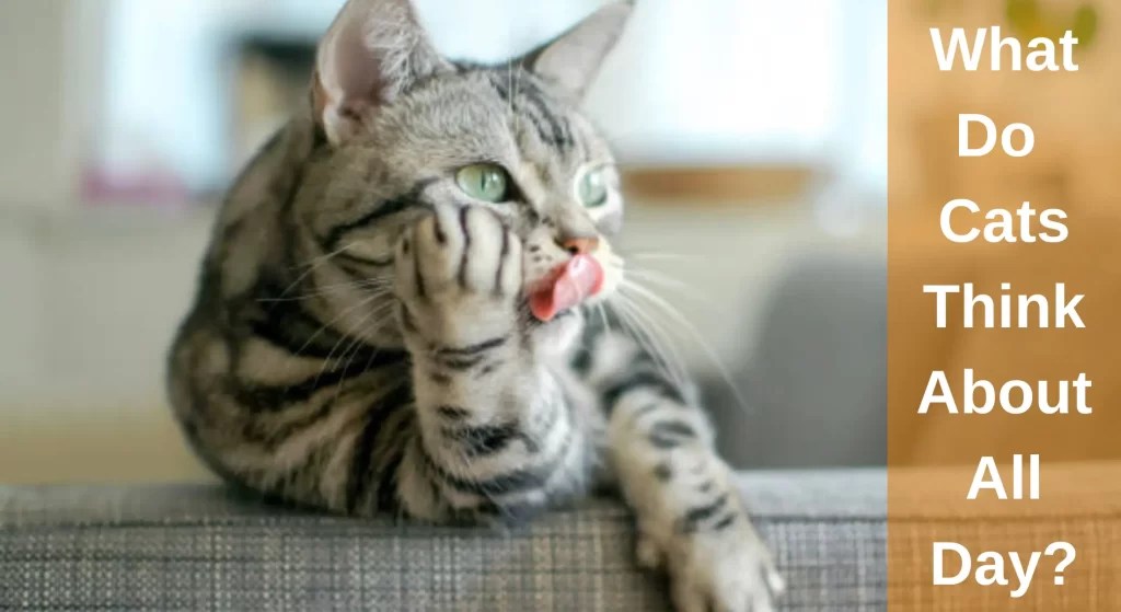 What Do Cats Think About All Day? A Cat's Thought Process LearnAboutCat