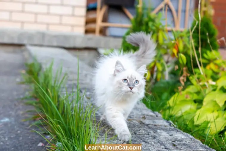Why Do Cats Run Away From Home? And What You Can Do LearnAboutCat