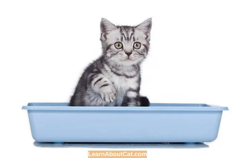 Why Do Cats Scratch The Sides Of The Litter Box? All You Need To Know LearnAboutCat