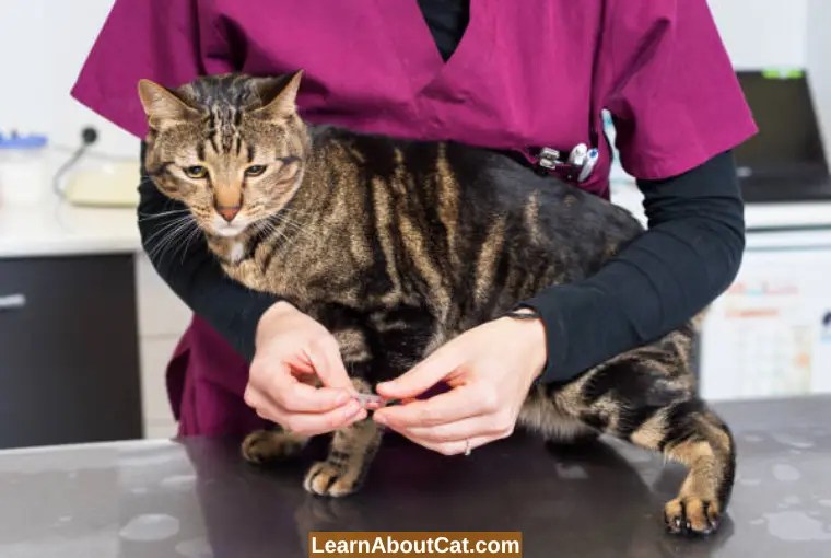 Should I Quarantine My Cat With Tapeworms All You Need To Know