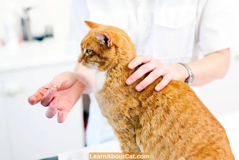 Should I Quarantine My Cat With Tapeworms All You Need To Know