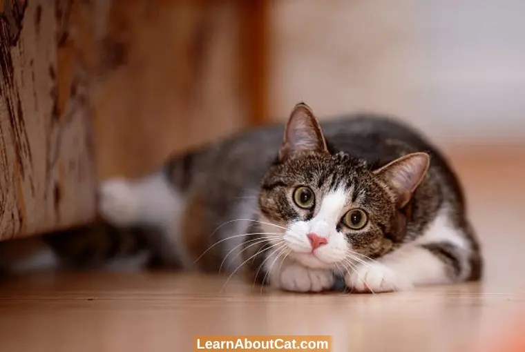 Are Cats Clean Animals? All You Need To Now LearnAboutCat