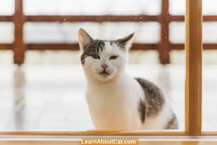 Why Do Cats Go To Other Houses? Things You Need To Know LearnAboutCat