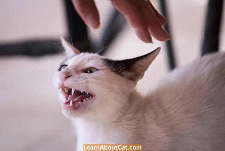 Why Is My Cat Hissing at Me All of a Sudden? What You Need To Know