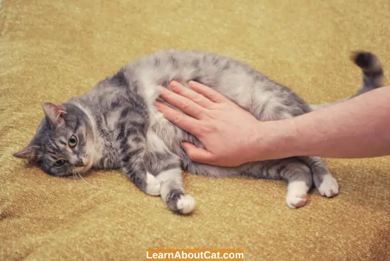 Why Is My Cat's Fur Turning Yellow? All You Need To Know LearnAboutCat