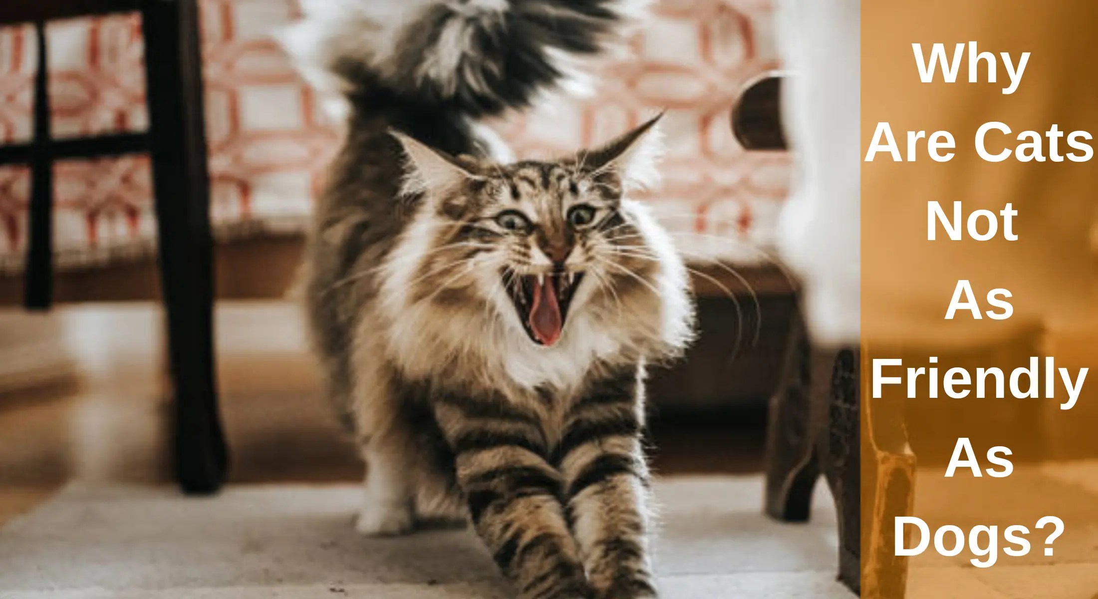 Why Are Cats Not As Friendly As Dogs