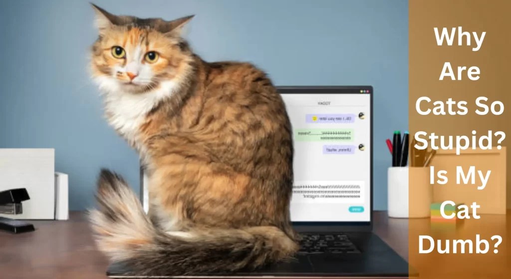 Why Are Cats So Stupid? Is My Cat Dumb? Facts You Should Know