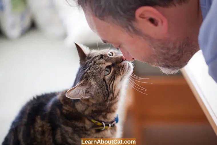 Do Female Cats Prefer Male Humans? LearnAboutCat