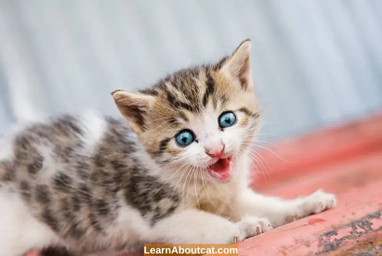 Why Does My Cat Go Into Another Room And Meow? [Explained] LearnAboutCat