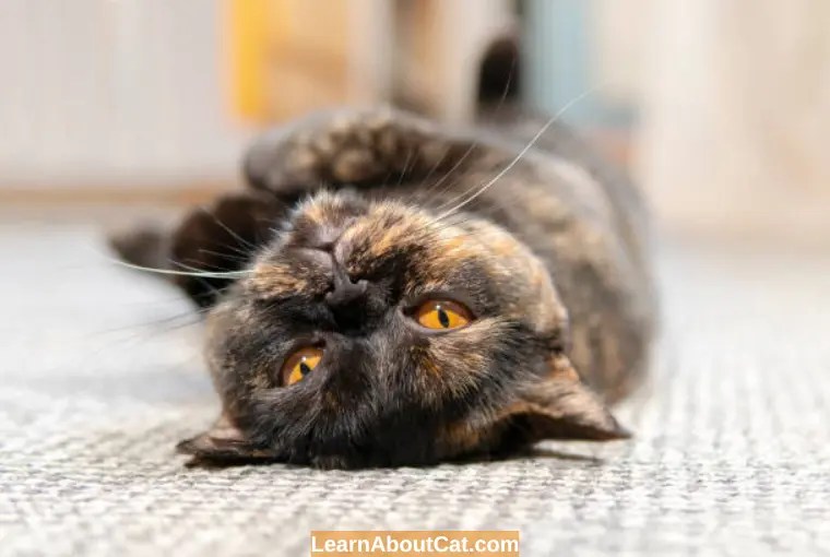 Why Is My Cat's Fur Turning Yellow? All You Need To Know LearnAboutCat