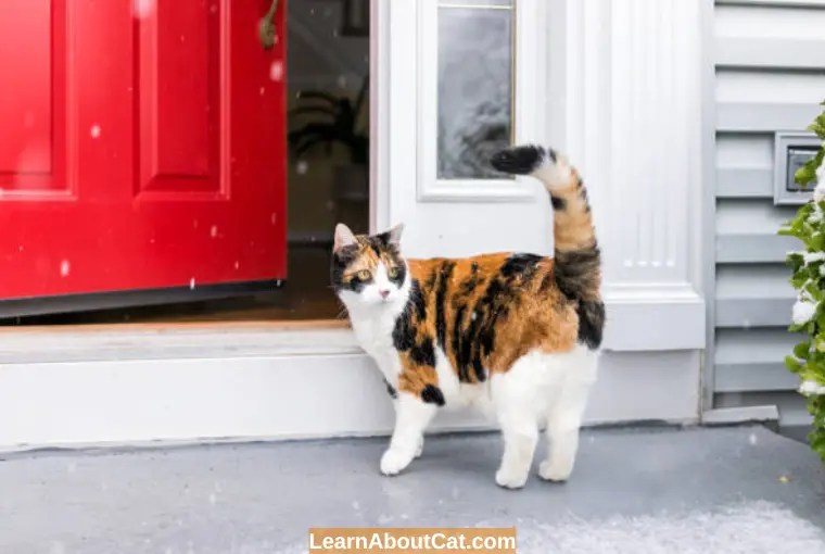 Why Do Cats Run Away From Home? And What You Can Do LearnAboutCat
