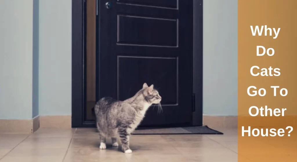 Why Do Cats Go To Other Houses? Things You Need To Know LearnAboutCat