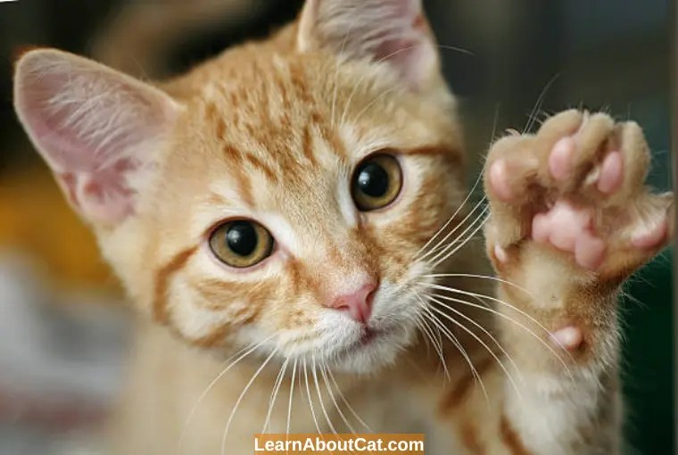 A Guide To How To Heal Dry Cat Paw Pads? LearnAboutCat