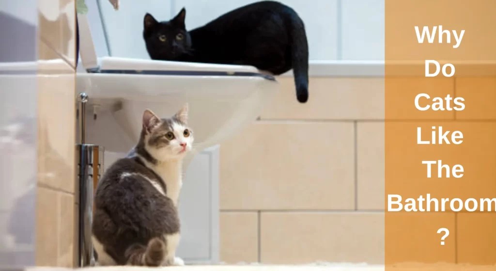 Why Do Cats Like The Bathroom? [Mystery Solved] LearnAboutCat