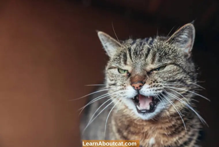 Why Does My Cat Go Into Another Room And Meow? [Explained] LearnAboutCat