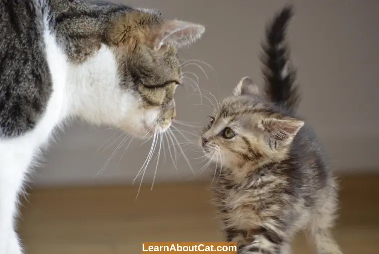 I Got A New Kitten And My Cat Hates Me What Do I Do? LearnAboutCat