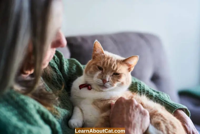 Why Are Cats Not As Friendly As Dogs? LearnAboutCat