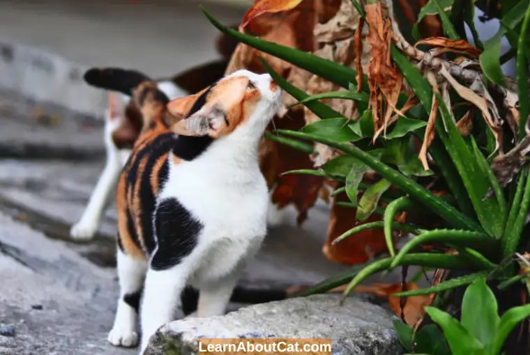 Can Cats Eat Aloe Plant? How To Keep Cats Away From It? LearnAboutCat