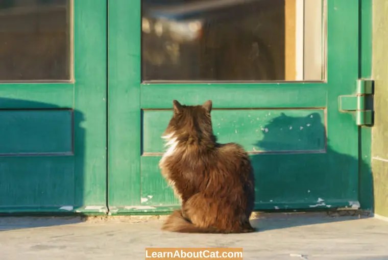 Why Does My Cat Meow At The Door? And How To Stop LearnAboutCat